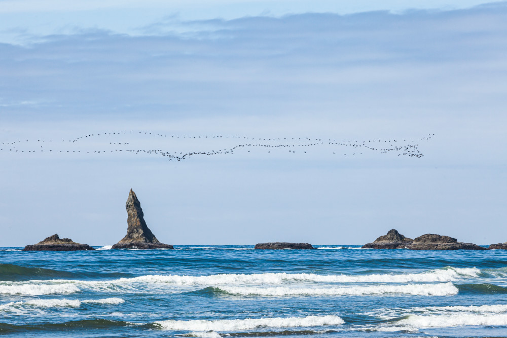 art photography for sale buy artwork online prints for sale migrating flock geese flying North off the coast Washington State 2nd Beach Olympic National Park USA