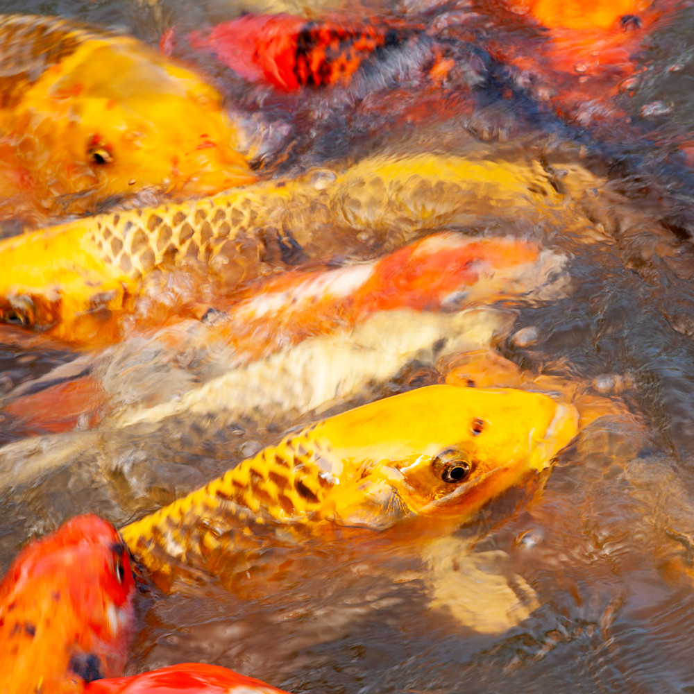 Koi Pond Photography Art | Dana Echols Photography 