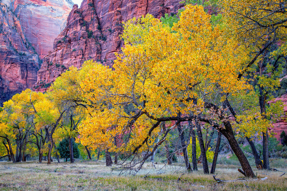 Autumn at the Grotto - Zion National Park fine-art photography prints