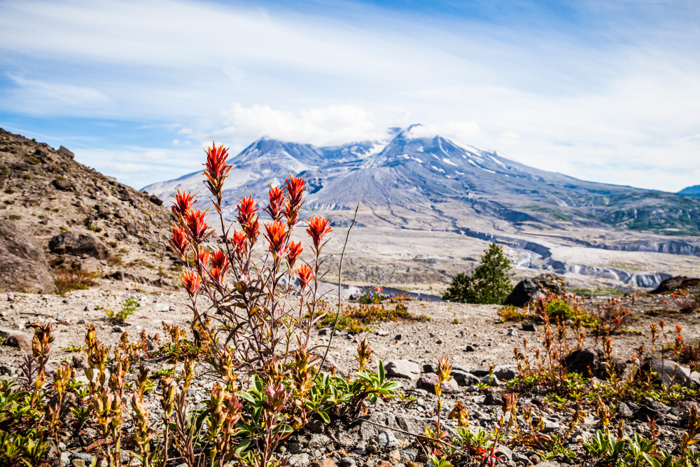 Wildflowers and Mount St. Helens in Mount St. Helens National Volcanic Monument, Washington, USA.