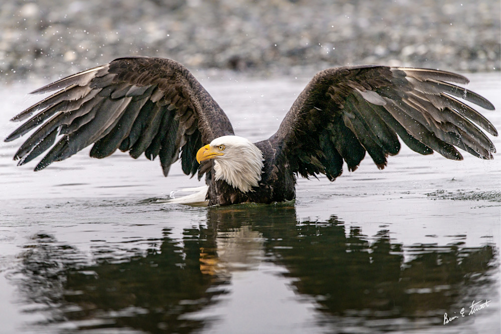 Eagle Majesty Art | Alaska Wild Bear Photography