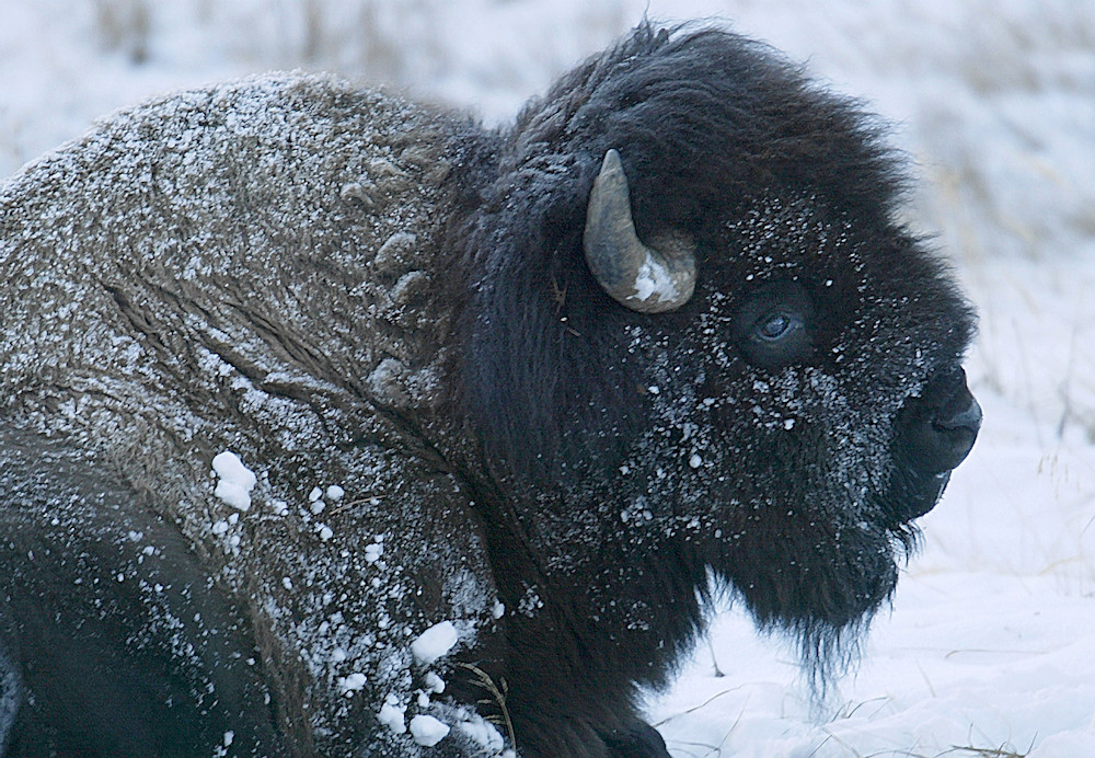 Frosty Buffalo Photography Art | Art Beyond Control