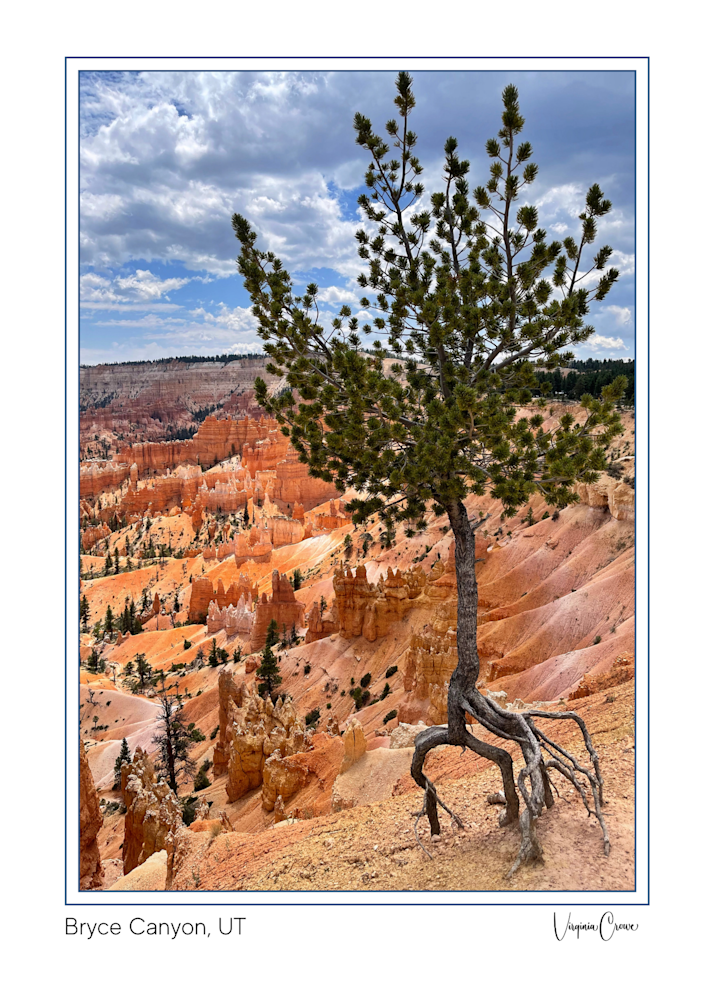Deep Roots, Bryce Canyon,  Ut Art | Art by Virginia Crowe
