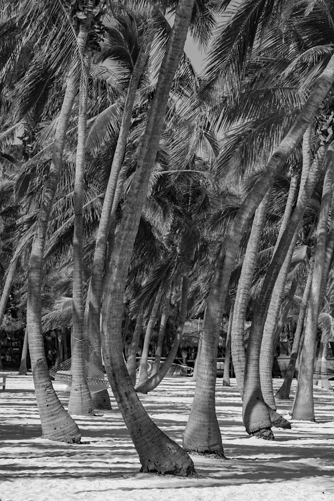 Islamorada palm trees
