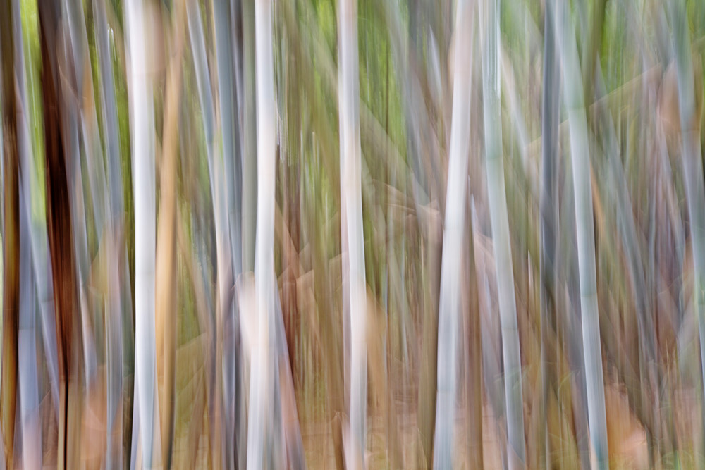 Intentional camera movement of a bamboo grove in Guilin, China. 