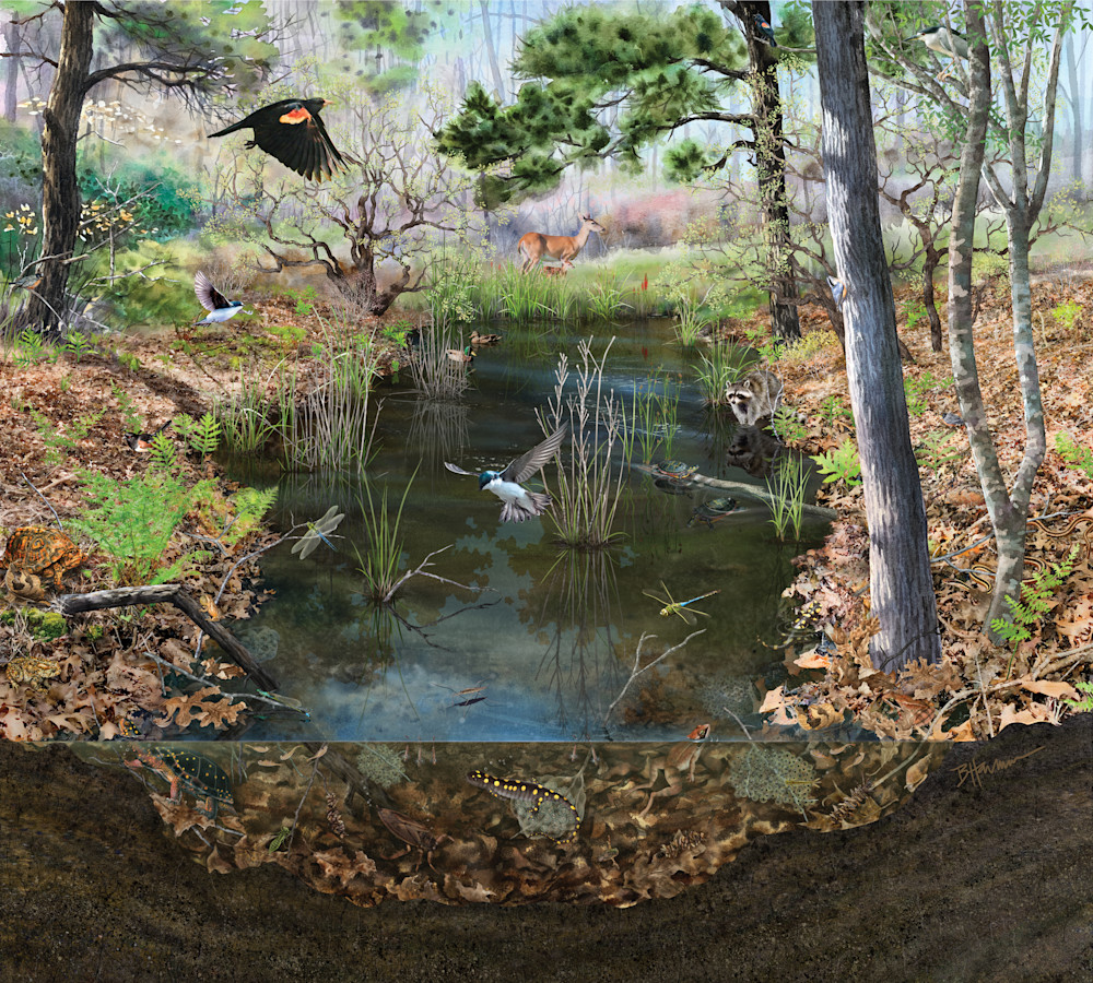 Vernal Pool Ecosystem mural