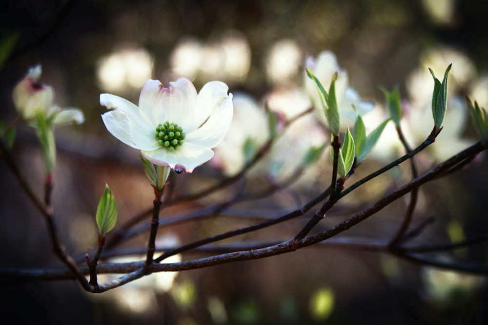 Perfect Dogwood Blossom Photography Art | Deni Cary Phillips Photographs