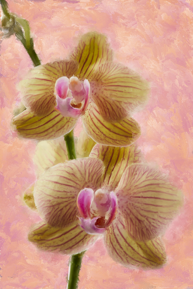 Orchid Two Art | Rick Peterson Studio
