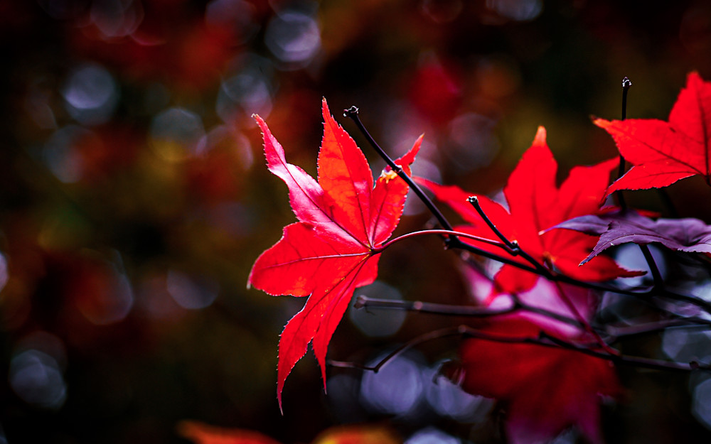Blushing Leaves (120th 2744 Photos Top 10%) Photography Art | John's Photos