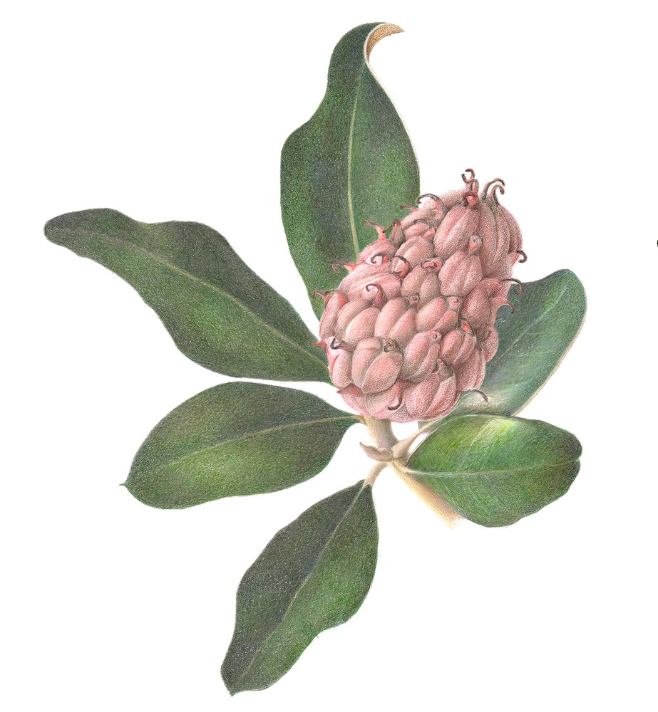 Magnolia Seed Pod With Foliage Art | Joan Furlong | Vox Loci Studio