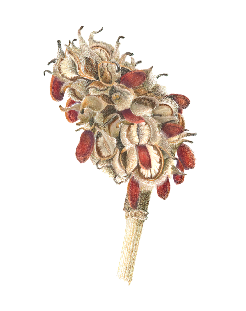 Dried Magnolia Seed Pod Art | Joan Furlong | Vox Loci Studio