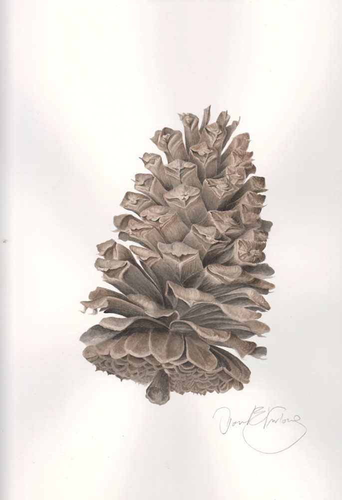Longleaf Pine Cone Art | Joan Furlong | Vox Loci Studio
