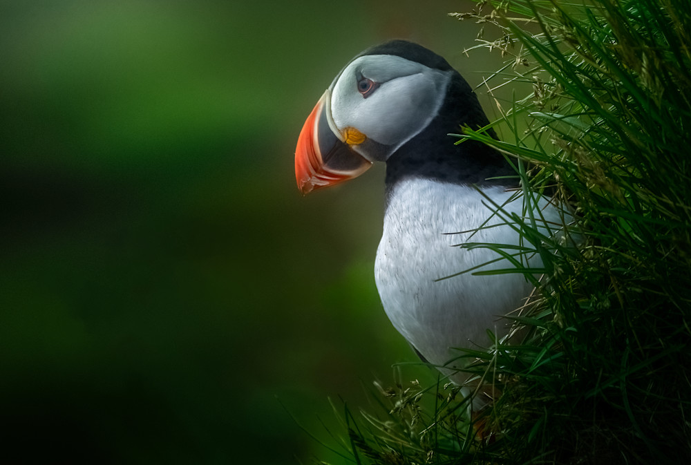 A Beautiful Puffin in Dyrholaey