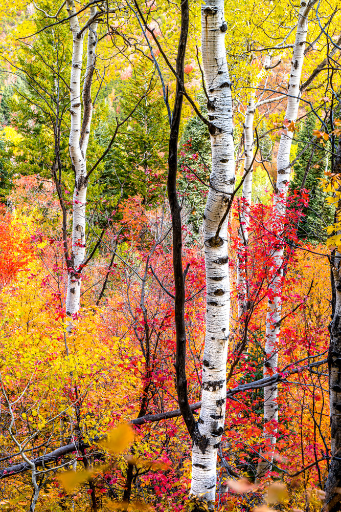 Fall In The Aspens Photography Art | Mind Works Images