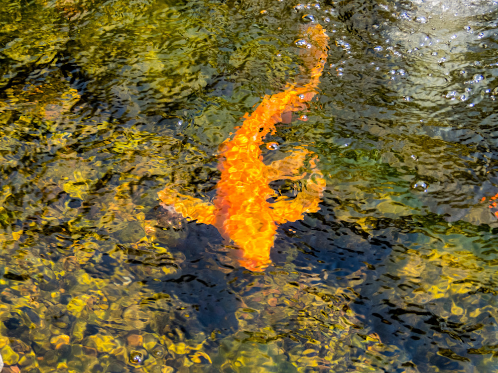 Img 4754cd Photography Art | Lake LIfe Images