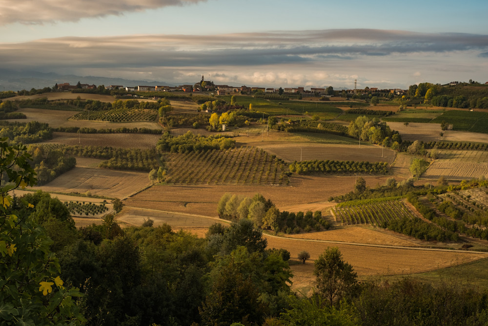 Piemonte vineyard aerial view