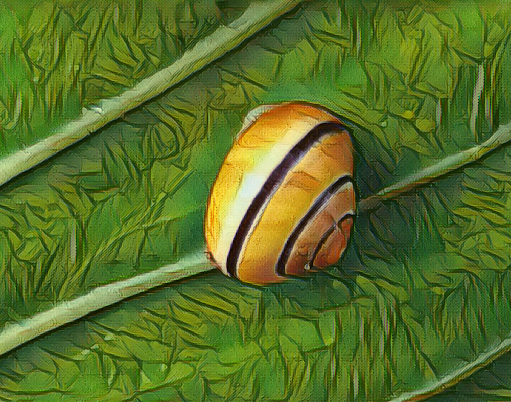 Snail Art | Anthony DePalma
