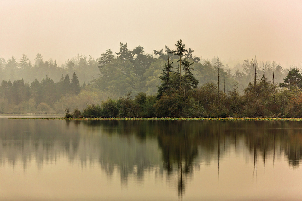 A serene and reflective forest at Deception Pass Park in Washington fine art photograph for forest home decor by photographer California Allison Davis