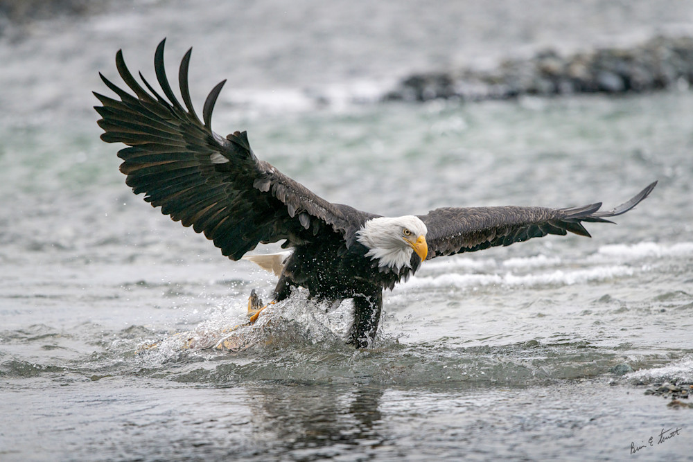 Eagle Dragging Fish Art | Alaska Wild Bear Photography