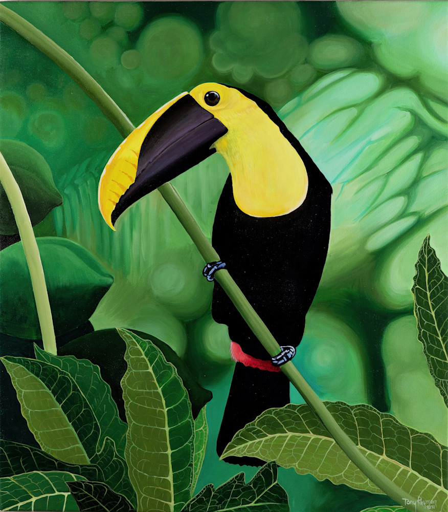 Toucan High Quality Painting Print Photography Art | Fly Fishing Portraits