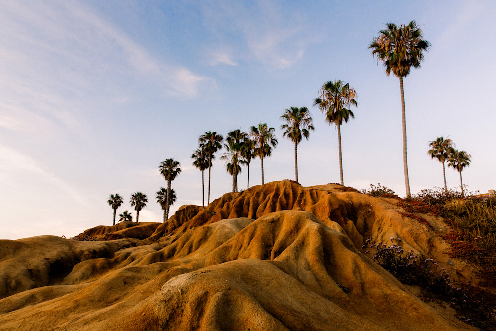 Horizontal Fine Art landscape photograph of the Palm trees at Sunset Cliffs in Point Loma and Ocean Beach San Diego by Allison Davis
