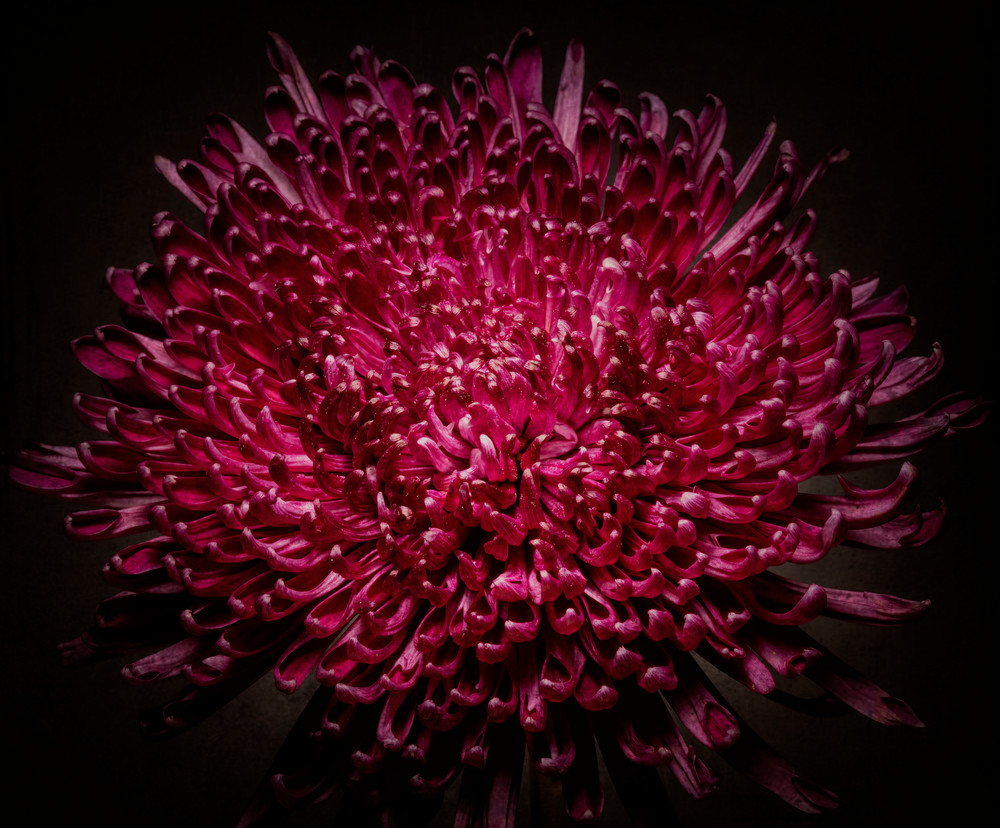 The Anemone Photography Art | BPB Photography