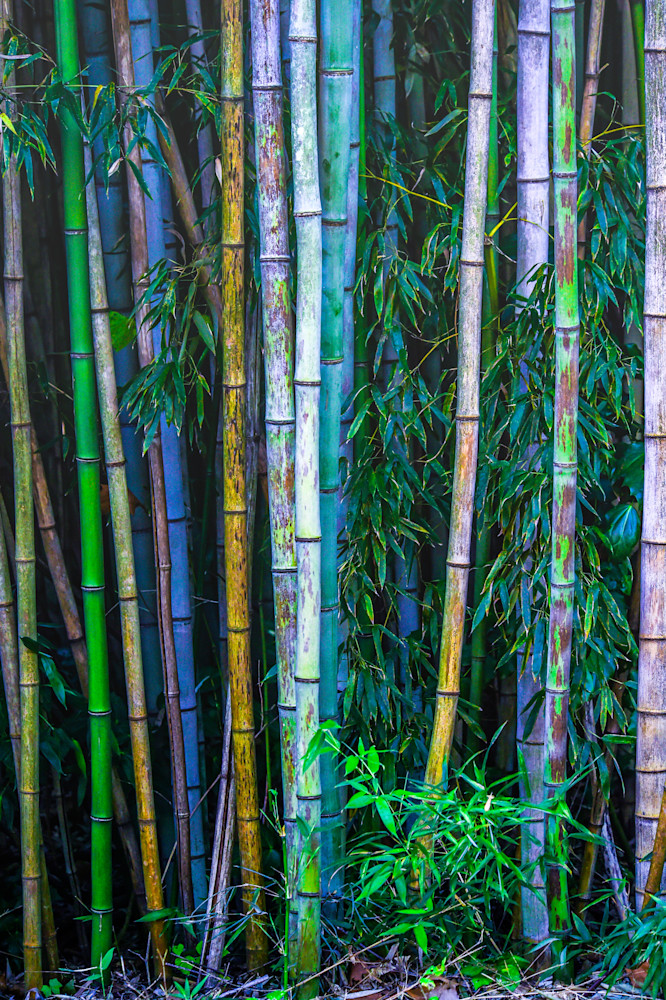 Colorful Bamboo Photography Art | John's Photos