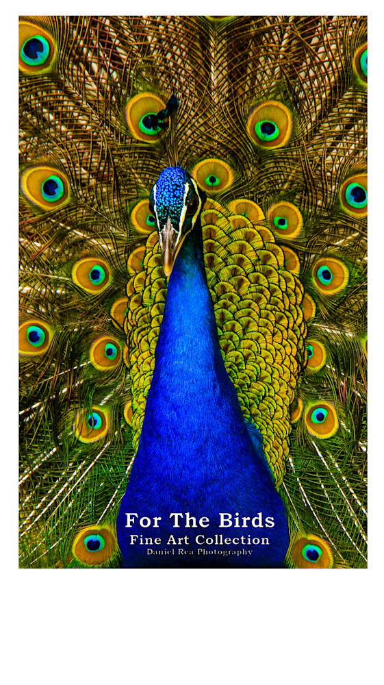 For The Birds II  - Calendars | Fine Art Photography by Daniel Rea