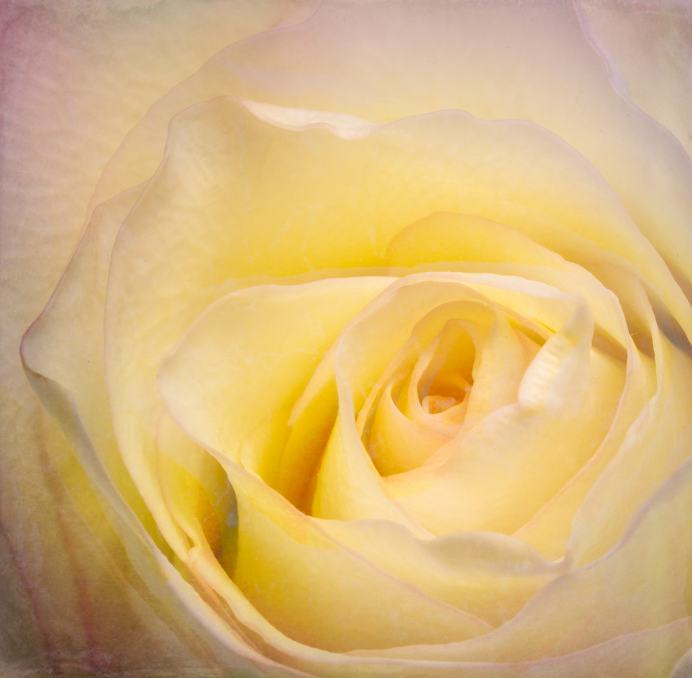 Inside The Rose Photography Art | BPB Photography