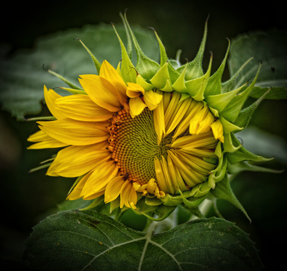 Sunflower Peeking Photography Art | BPB Photography