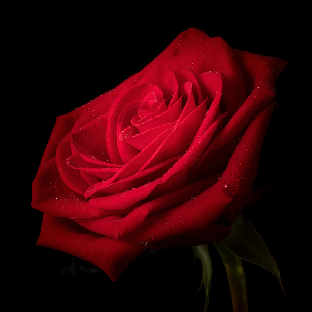 Spot Light On A Rose Photography Art | BPB Photography
