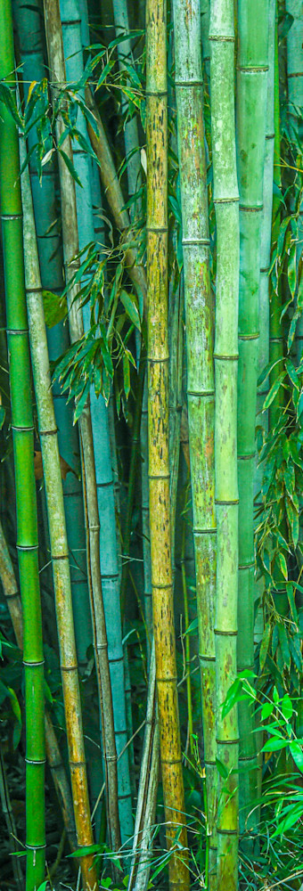 Tall Bamboo Photography Art | John's Photos