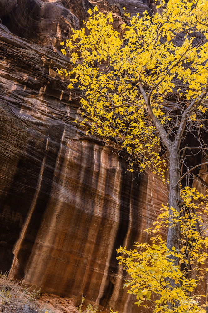The Narrows of Zion VIII