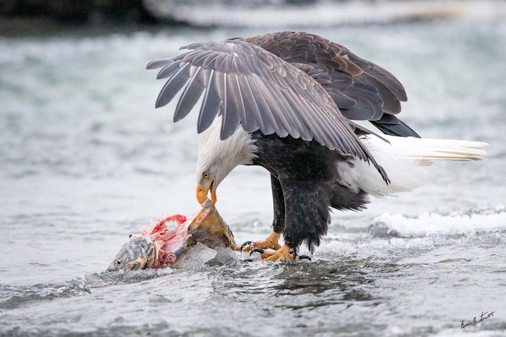 Feasting On Salmon Art | Alaska Wild Bear Photography