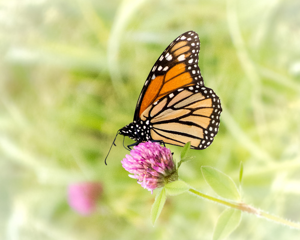Monarch Butterfly  Photography Art | PS Morahan