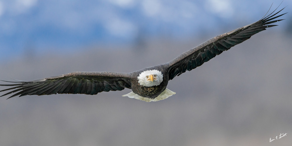 An Eagles Wings Art | Alaska Wild Bear Photography