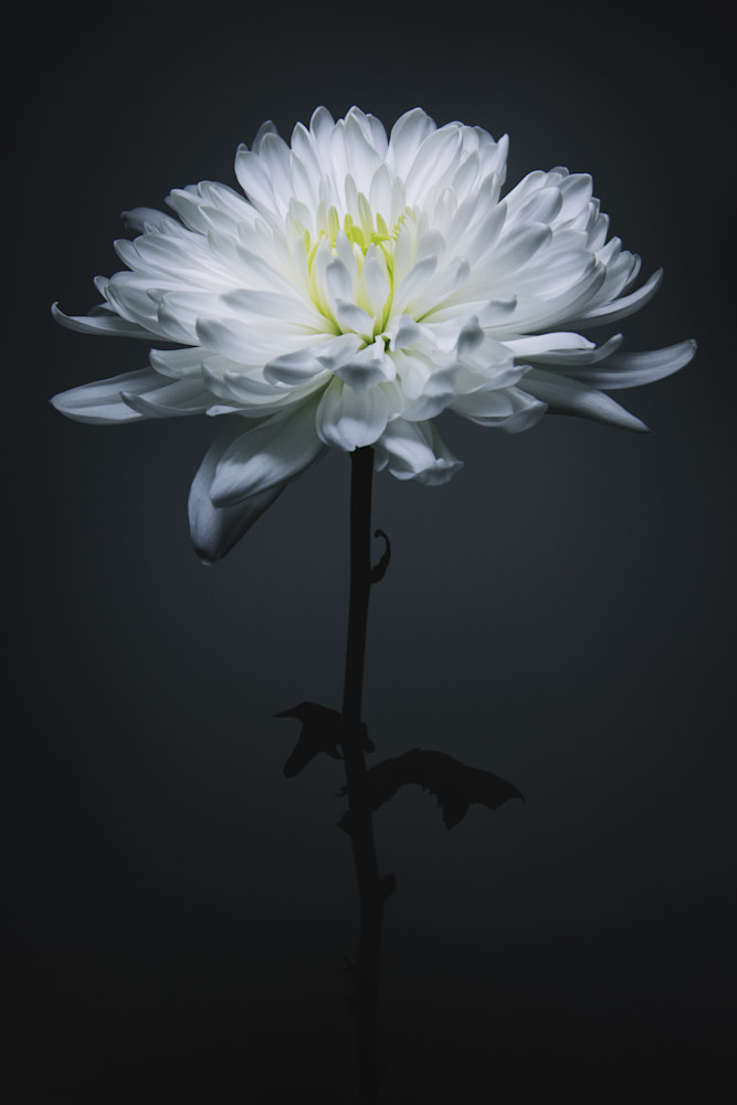 Chrysanthemum V1 Photography Art | Ralph Palumbo
