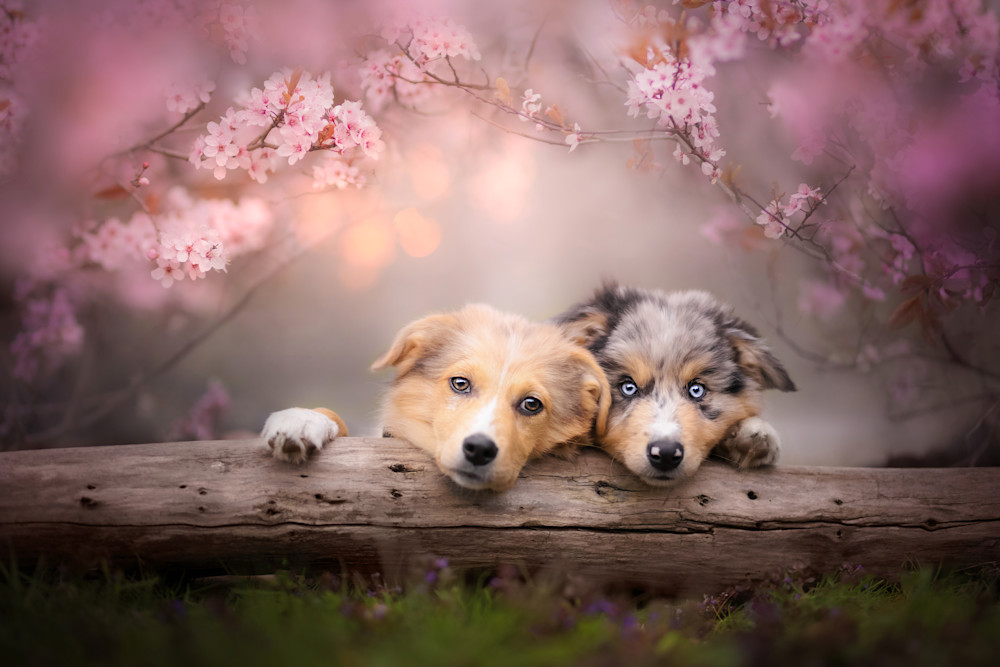 Puppies Photography Art | K9Photo