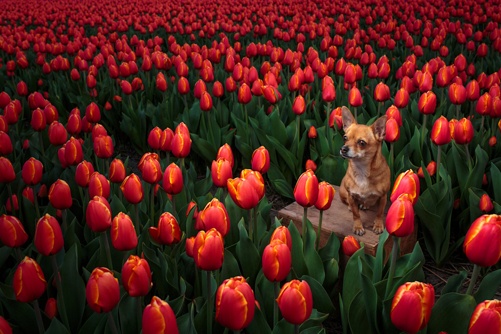 Sea Of Red Photography Art | K9Photo