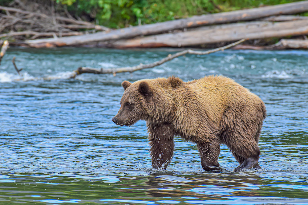 Grizzly Searching The Kenai River Photography Art | Justin Parker Nature Photography