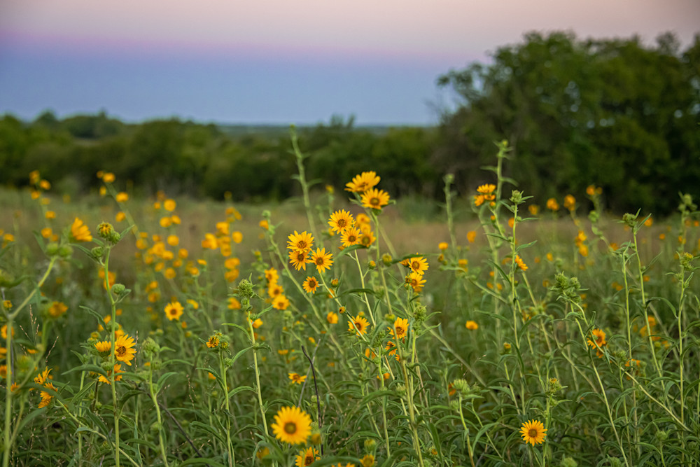 Maximilian Sunflowers Photography Art | Justin Parker Nature Photography