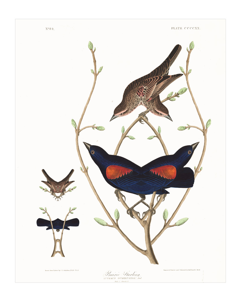 Audubon Redux Plate 420 Art | Douglas D, Prince