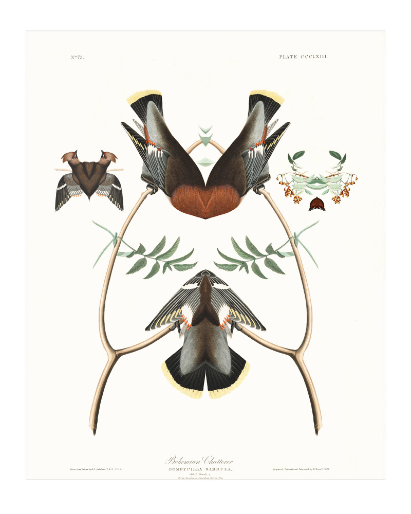 Audubon Redux Plate 363 Art | Douglas D, Prince