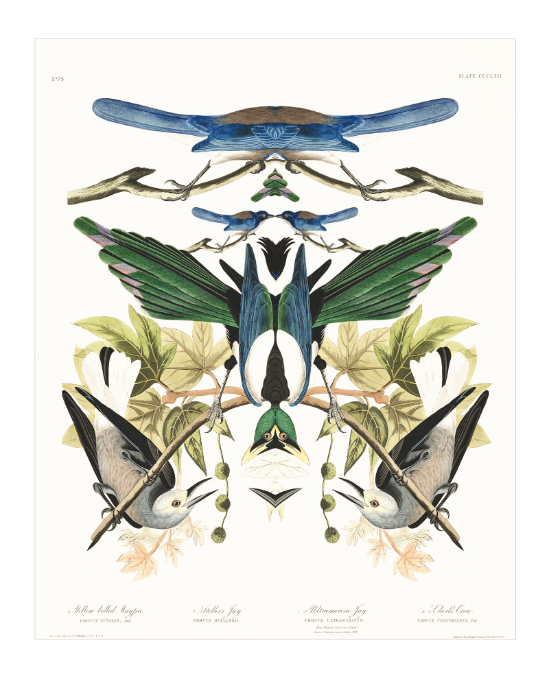 Audubon Redux Plate 362 Art | Douglas D, Prince