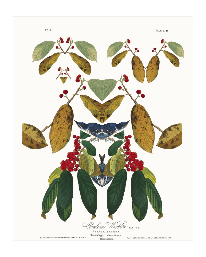 Audubon Redux Plate 48 Art | Douglas D, Prince