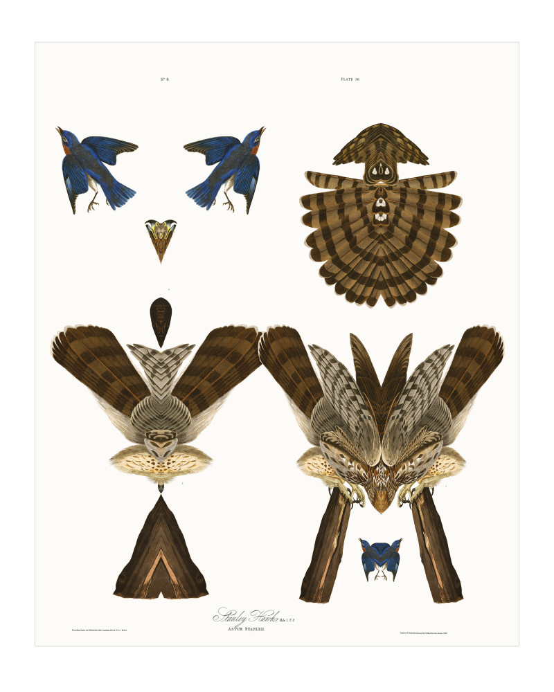 Audubon Redux Plate 36 Art | Douglas D, Prince