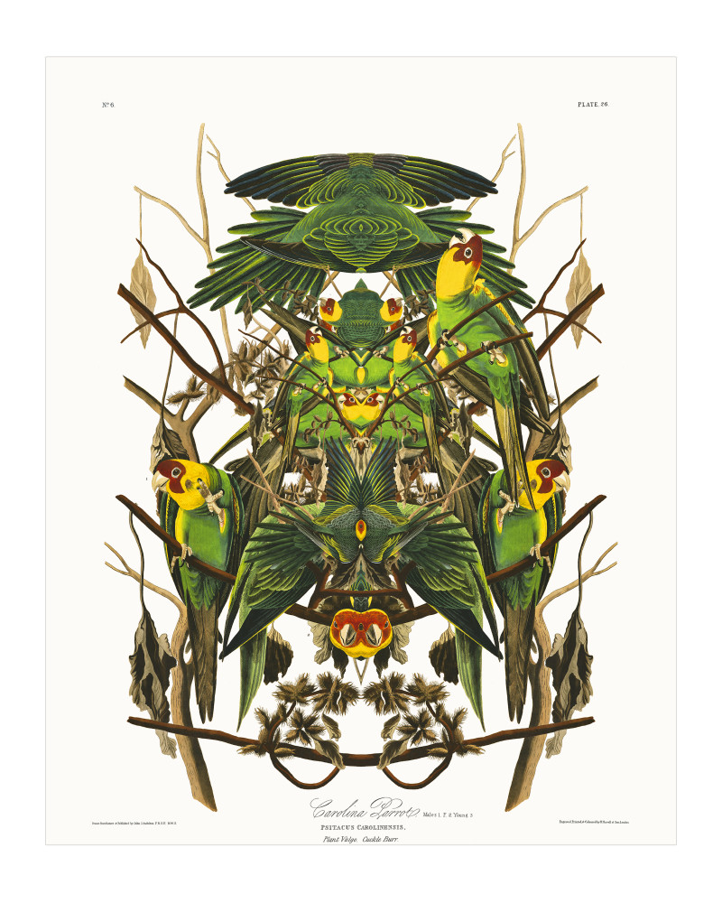 Audubon Redux Plate 26 Art | Douglas D, Prince