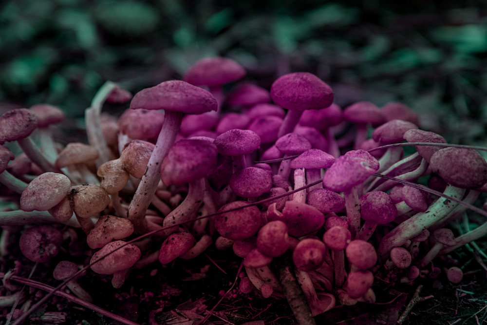 Crazy Shrooms Photography Art | kramkranphoto