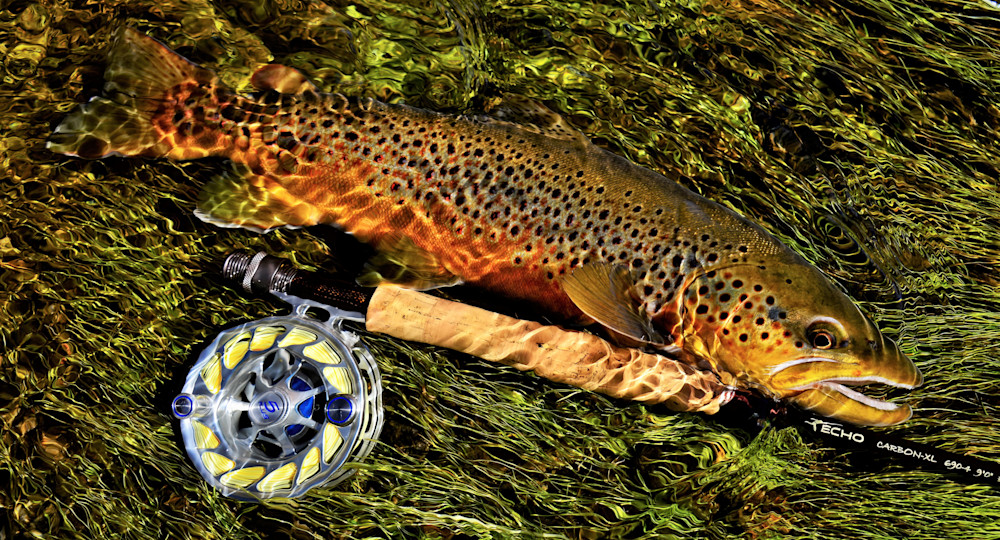Brown Trout In Water With Echo Rod Photography Art | Fly Fishing Portraits