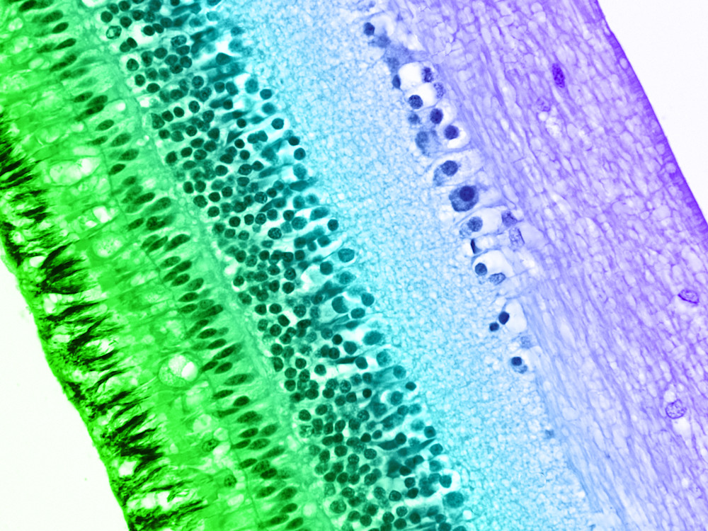 Vet Artwork - Molecular images of Parrot Retina
